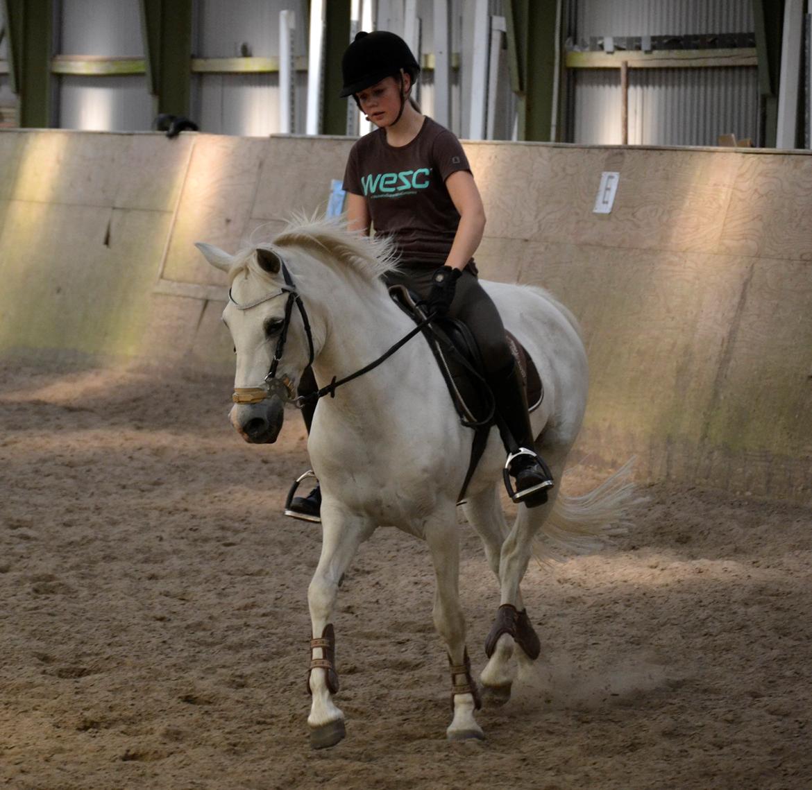 Connemara Vimmelgårdens Coco <3 billede 16