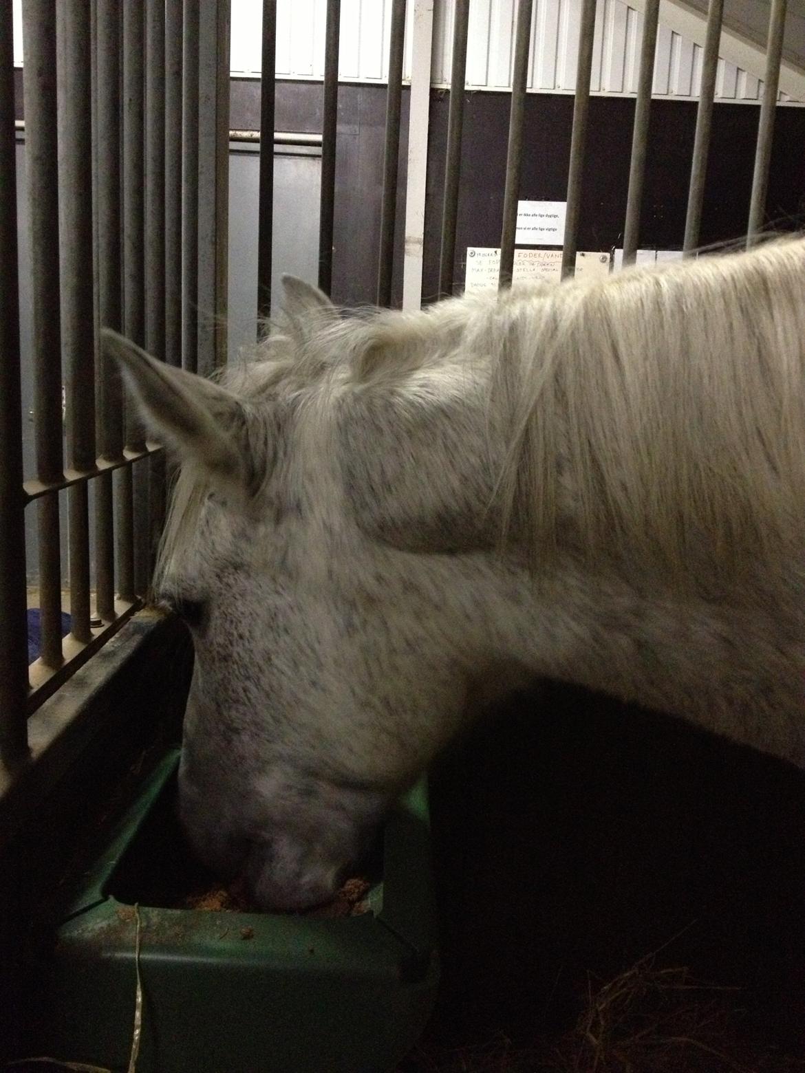 Anden særlig race | Nikita <3 - Nikita nyder sin aftensmad, efter træning. :-)  16/11 2012. billede 12