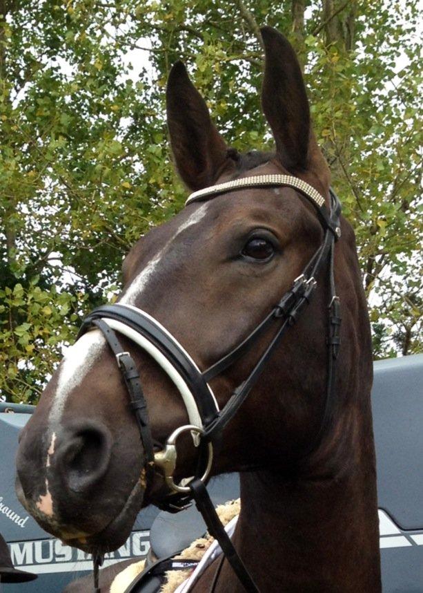 Oldenborg Møllevangs Bandit billede 11