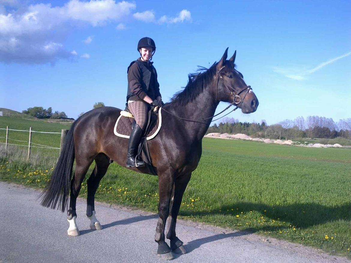 Oldenborg Møllevangs Bandit billede 13