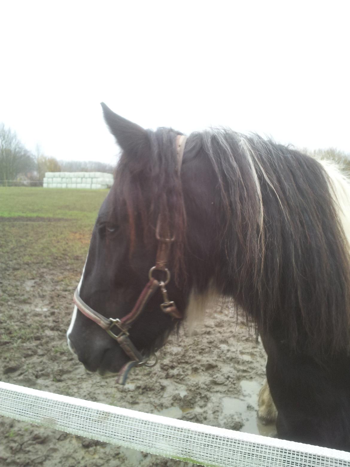 Irish Cob Fighter billede 1