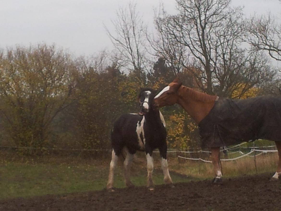 Irish Cob Fighter - Fighter og en af hans foldkammerater billede 2