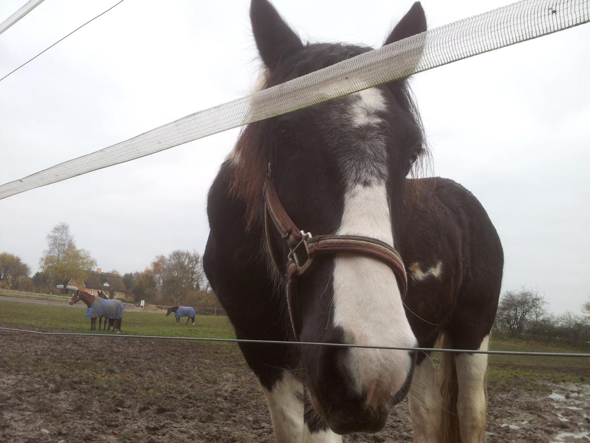 Irish Cob Fighter - Fighter er en nysgerrig dreng billede 3