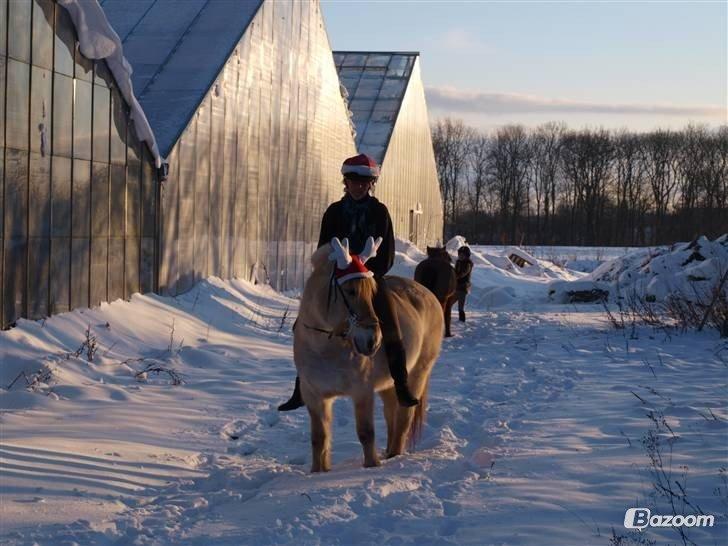 Fjordhest Dalbæk's Olivia billede 10