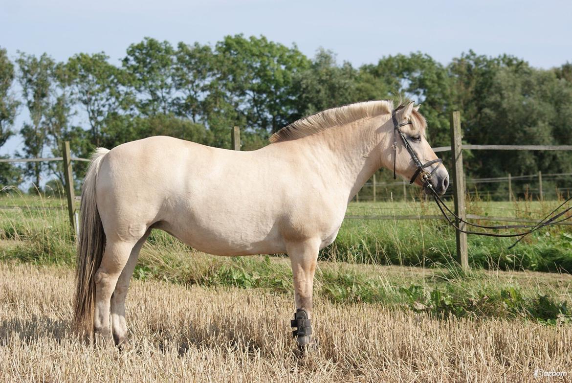 Fjordhest Dalbæk's Olivia billede 17