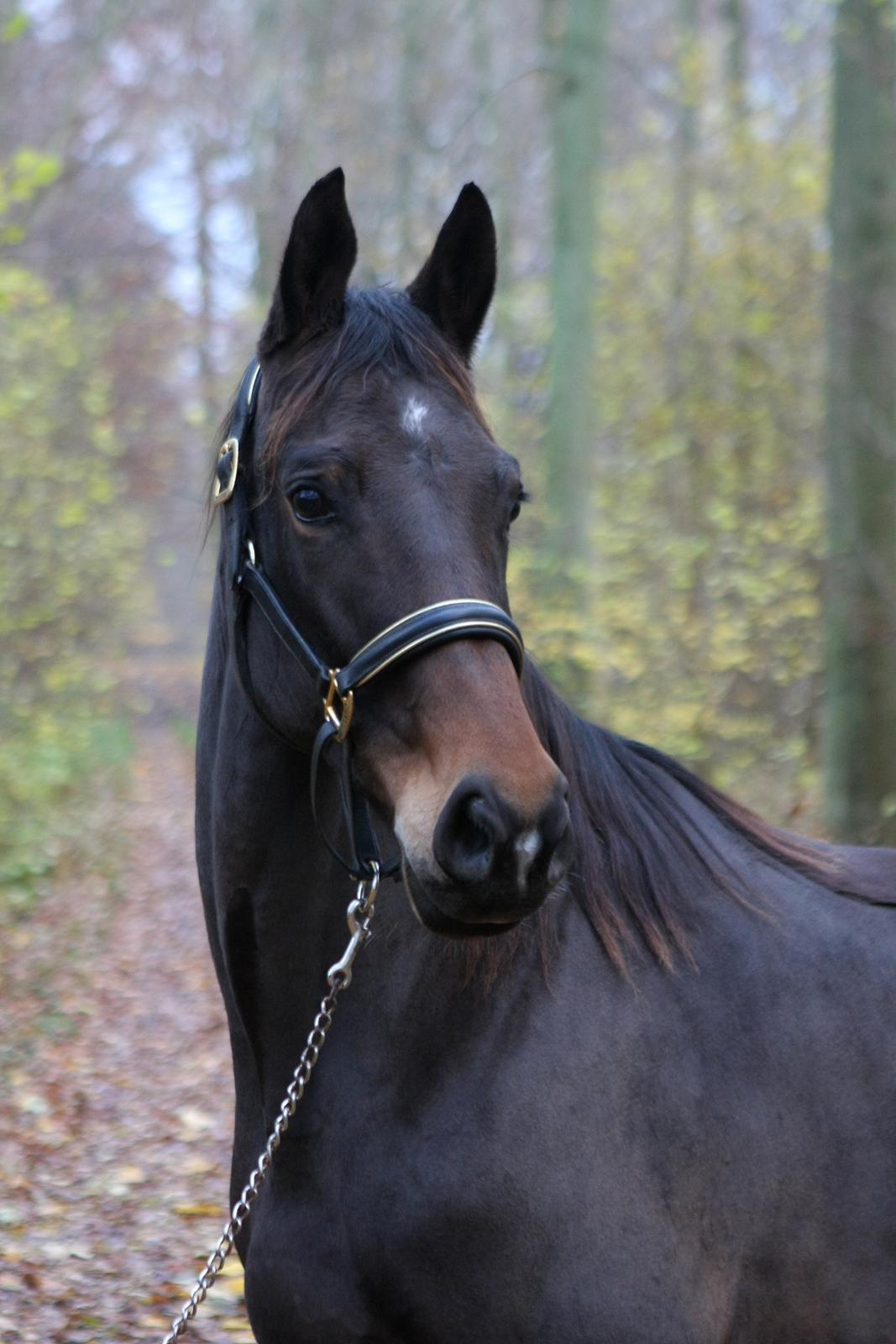 Trakehner Roxette - Okt 12 billede 6