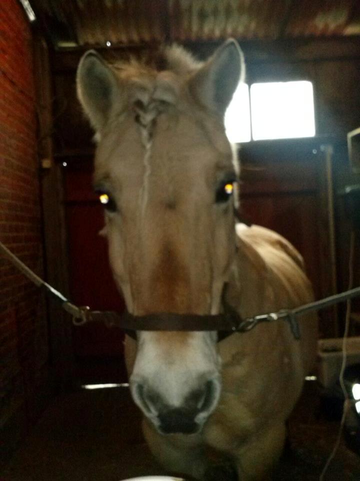 Fjordhest Lucas <3 - Tiggedyret Luller!♥ billede 8