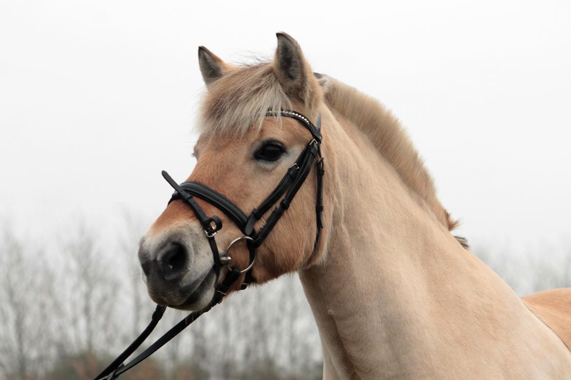 Fjordhest Thilde billede 7
