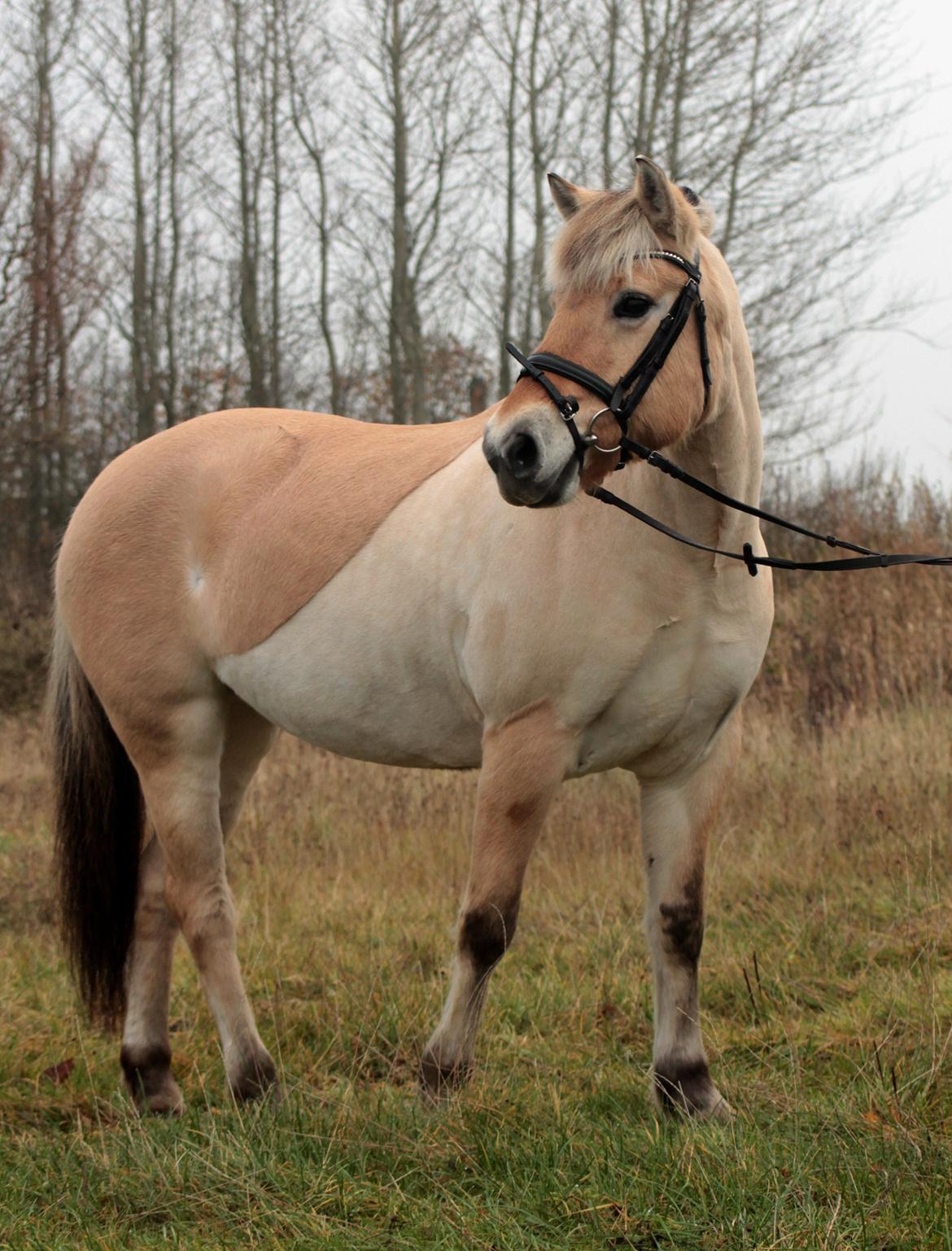 Fjordhest Thilde billede 9