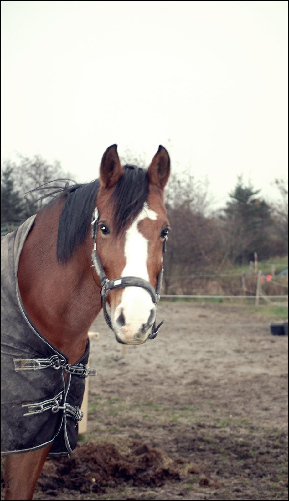 DSP Aluett <3 *min* (Savnet) - November 2012.
 billede 16