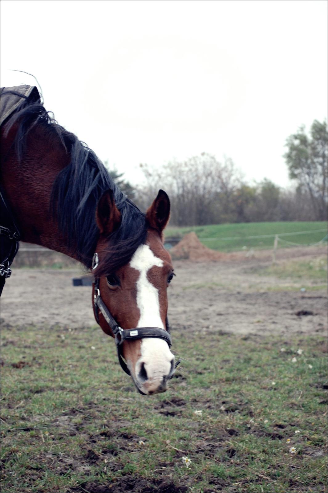 DSP Aluett <3 *min* (Savnet) - November 2012 billede 17