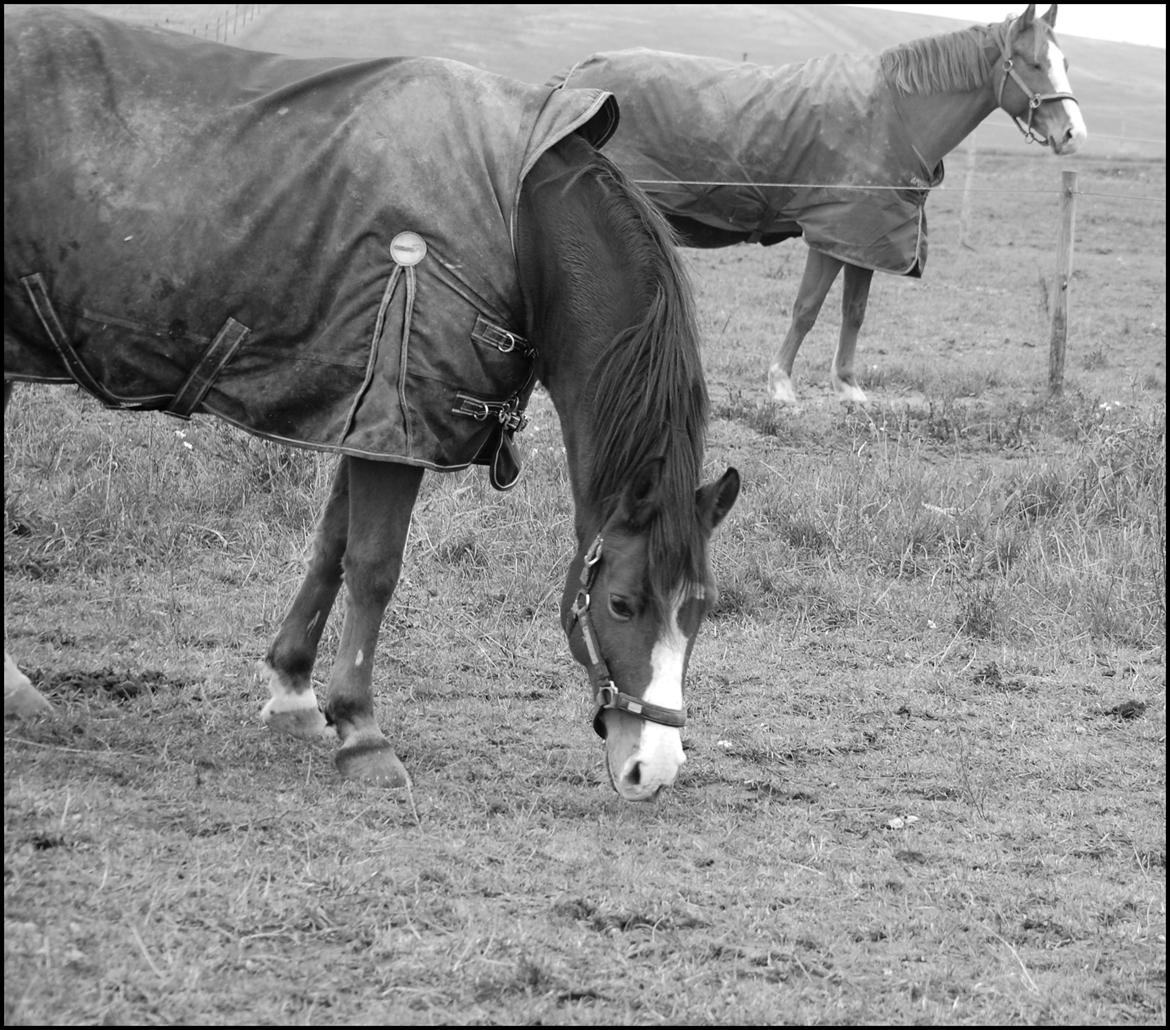 DSP Aluett <3 *min* (Savnet) - November 2012. billede 18