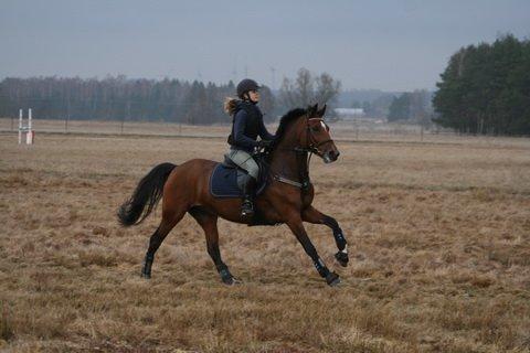 New Forest Thrustfull billede 19