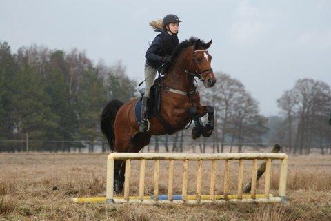 New Forest Thrustfull - Talentsamling 2010 Anne og Thrusty  billede 20