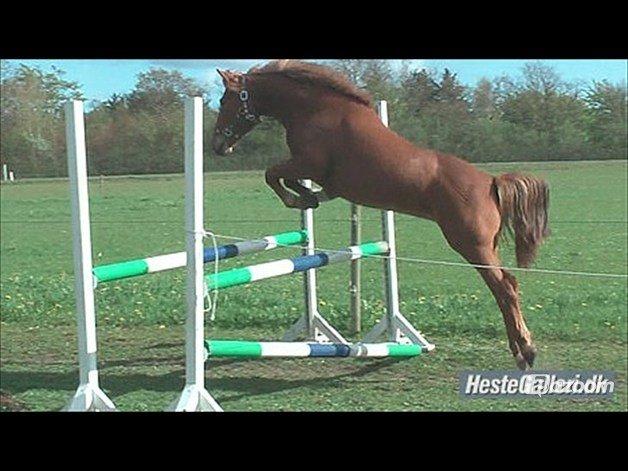 Anden særlig race maybe baby (låne pony) billede 6