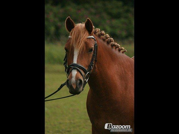 Anden særlig race maybe baby (låne pony) billede 7