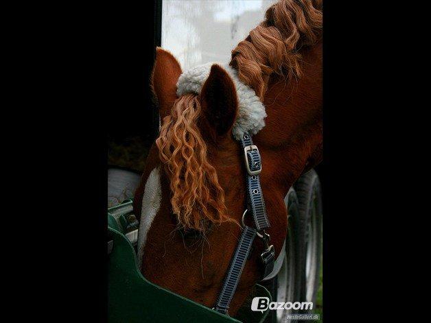 Anden særlig race maybe baby (låne pony) billede 8