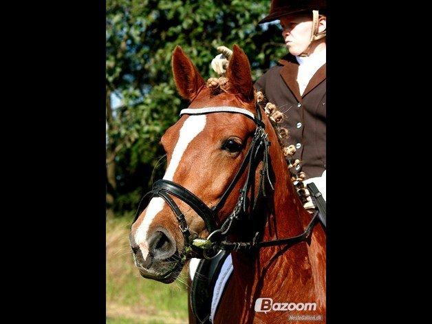 Anden særlig race maybe baby (låne pony) billede 9