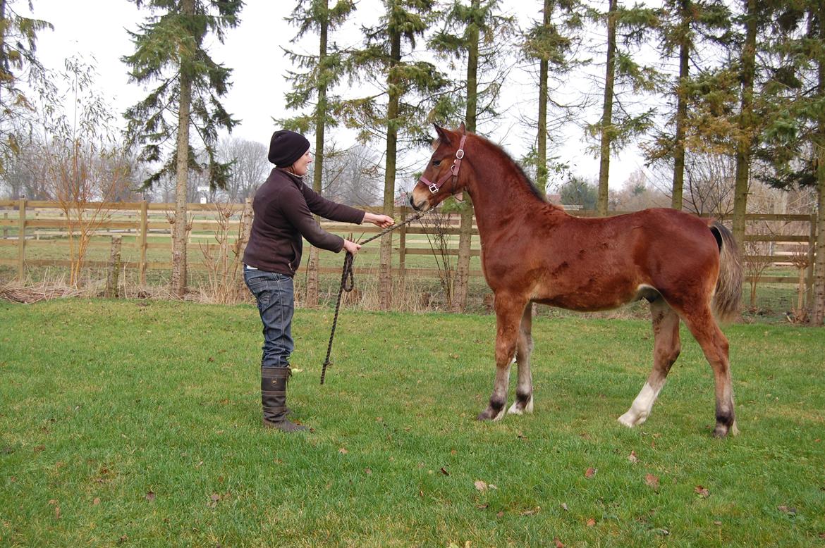 Welsh Cob (sec D) Pennal Lucky Brynle - Christina K. Nielsen med Brynle billede 2