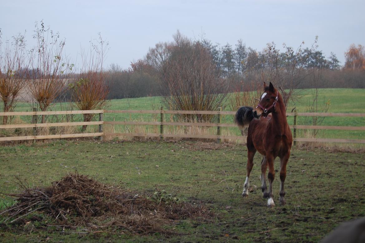 Welsh Cob (sec D) Pennal Lucky Brynle billede 4