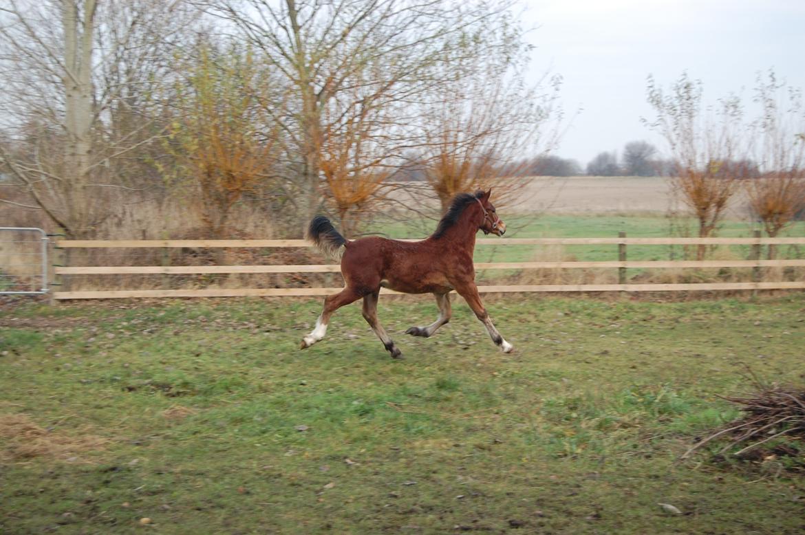Welsh Cob (sec D) Pennal Lucky Brynle billede 6
