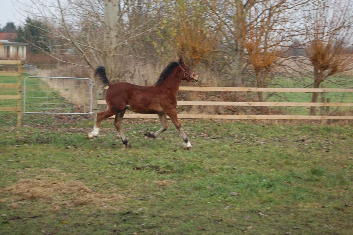 Welsh Cob (sec D) Pennal Lucky Brynle billede 7