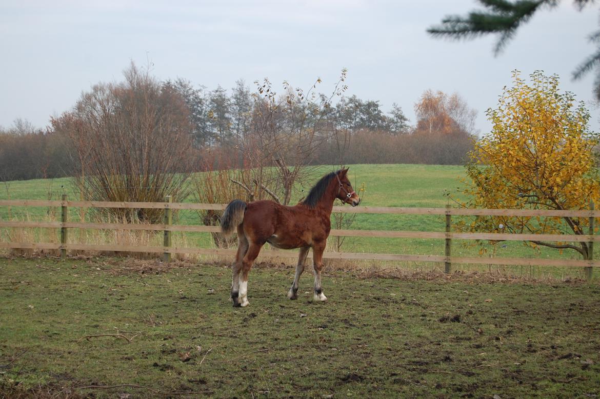 Welsh Cob (sec D) Pennal Lucky Brynle billede 5