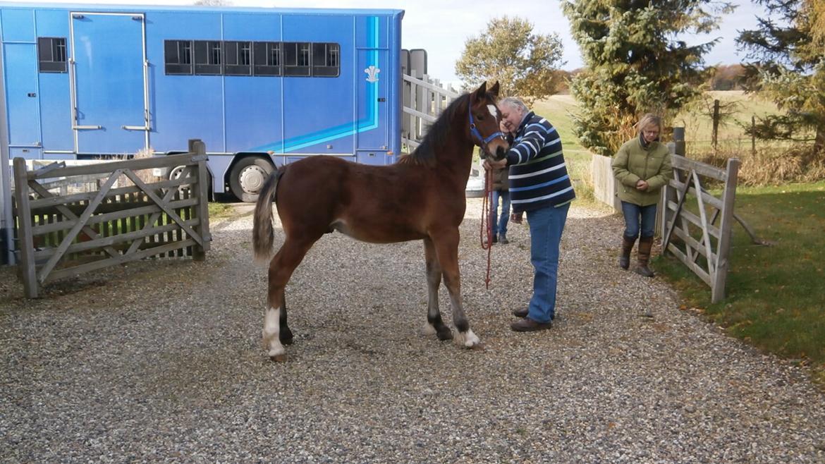 Welsh Cob (sec D) Pennal Lucky Brynle - ankomst til Stutteri Møllegyden ved Alan Pearce billede 1