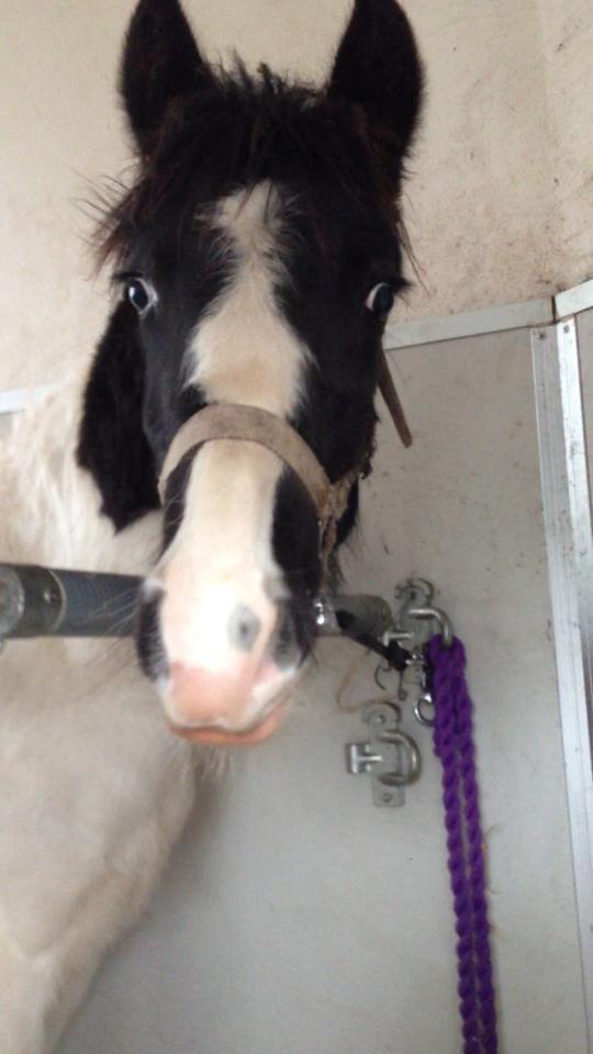 Anden særlig race penny <3 - hun var så dygtig hele vejen til fyn <3 billede 1