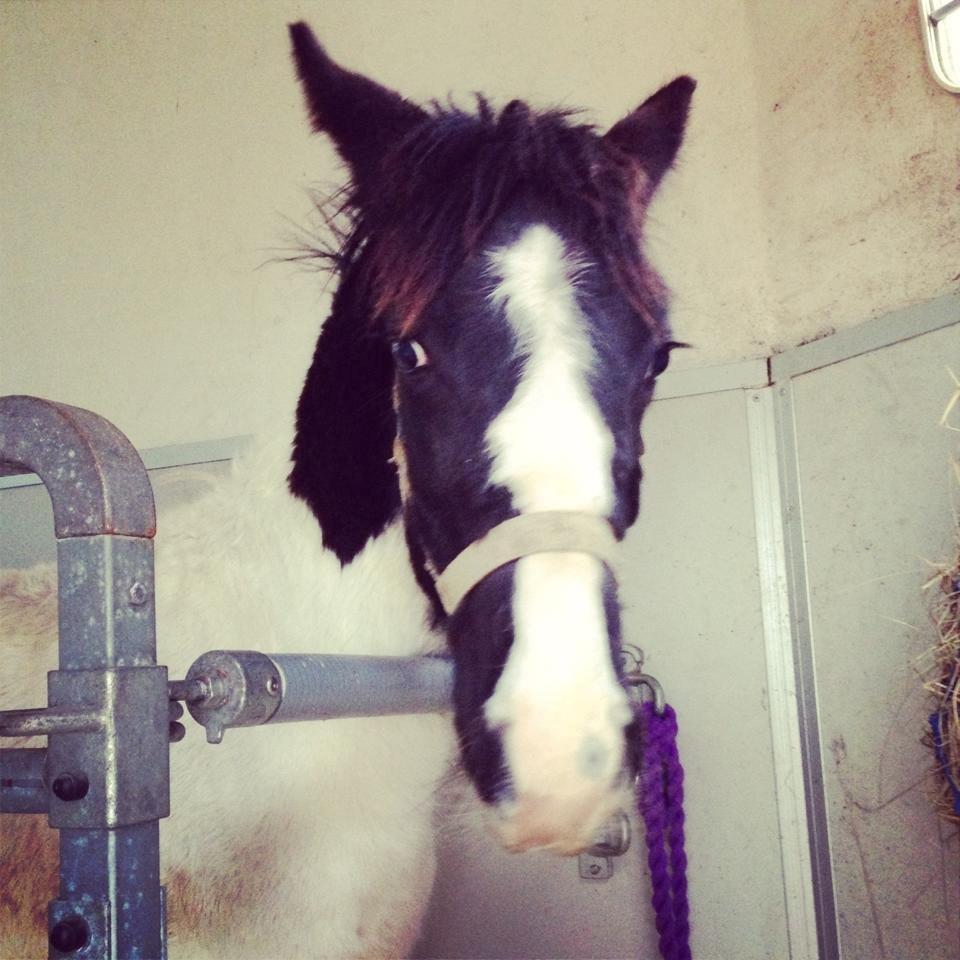 Anden særlig race penny <3 - <3 billede 3