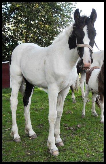 Anden særlig race penny <3 - smukke pige <3 billede 4