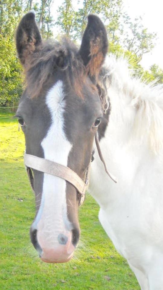 Anden særlig race penny <3 - <3 billede 5