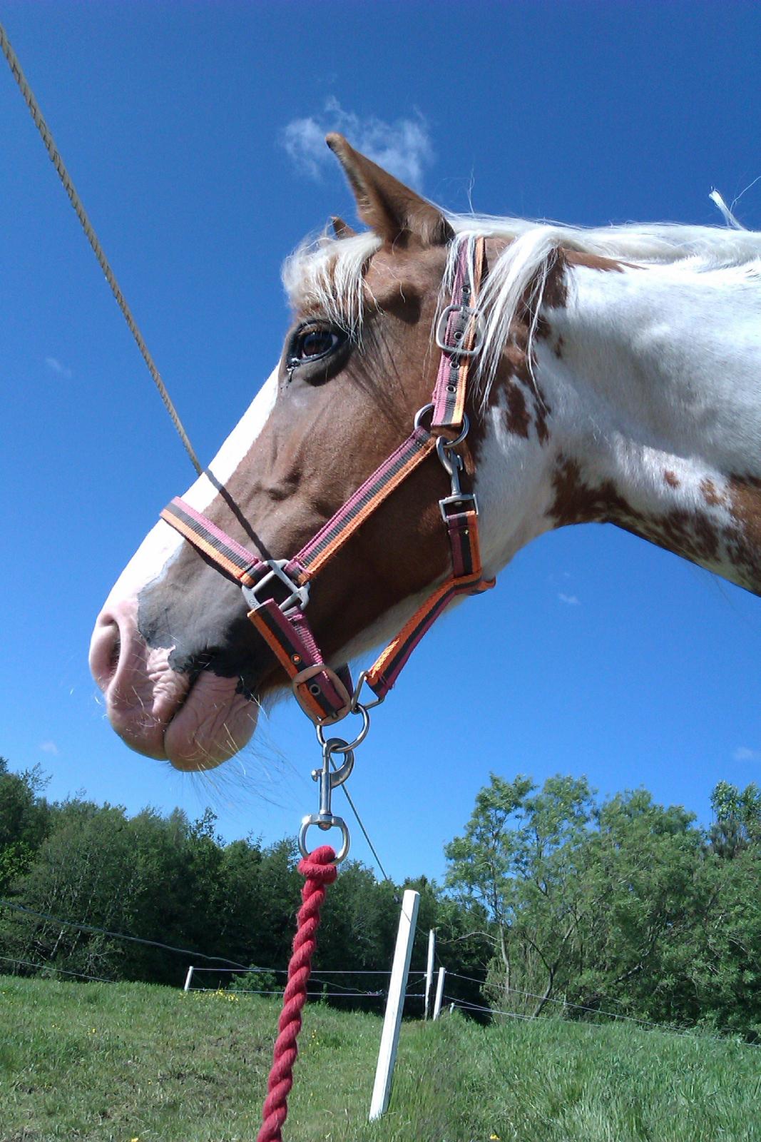 Anden særlig race sally billede 17