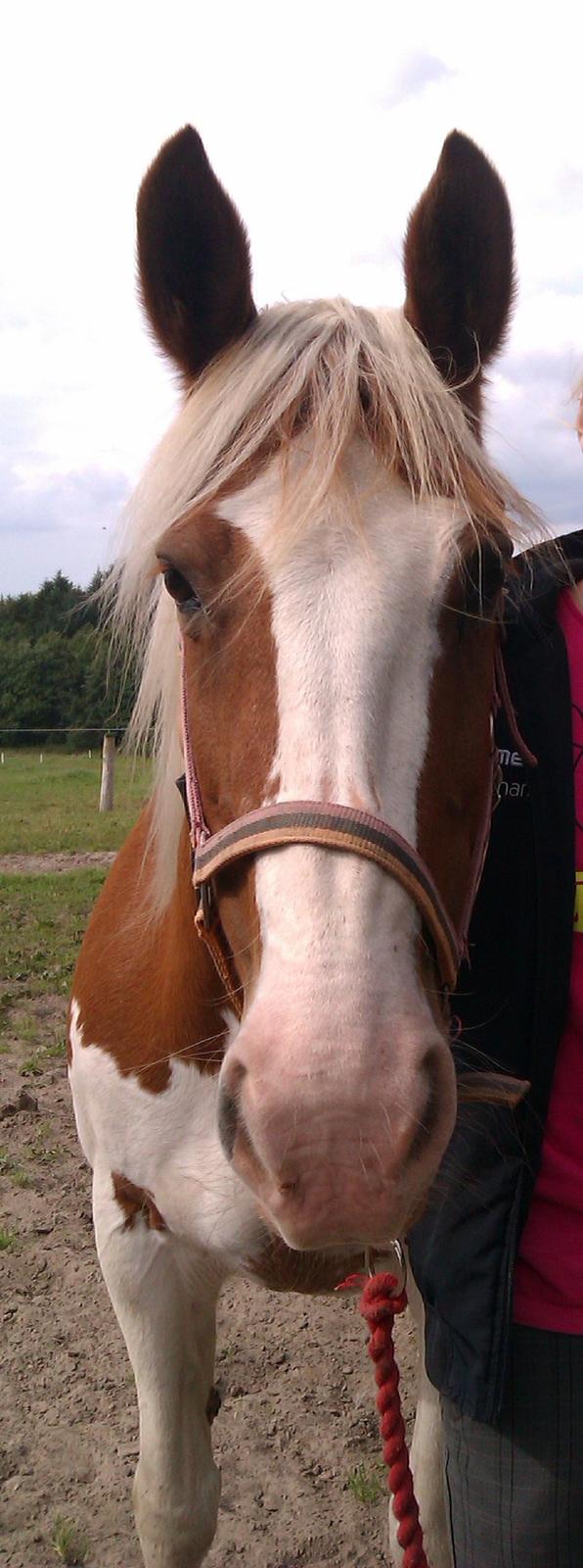 Anden særlig race sally billede 18