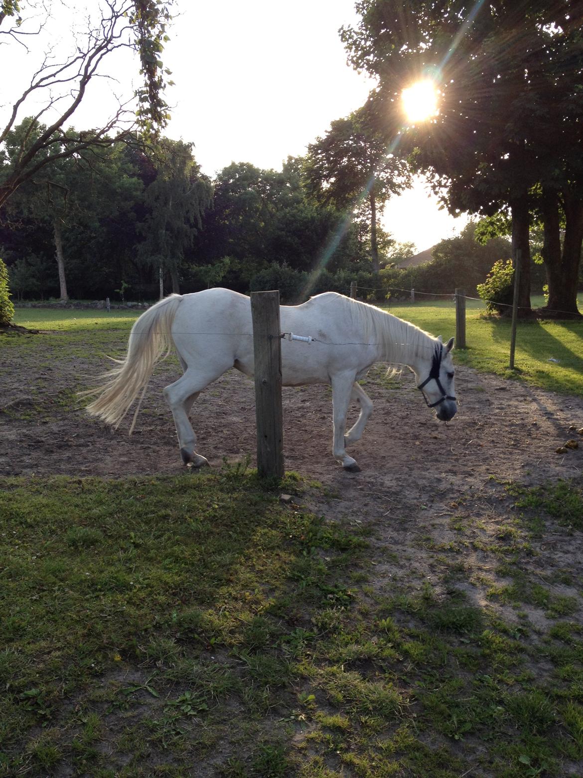 DSP Desiré - min elskede sjæleven <3 - Hun er ikke halv araber for ingenting :') billede 5