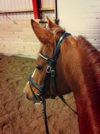 Hollandsk Sportspony Naomi R.I.P billede 1