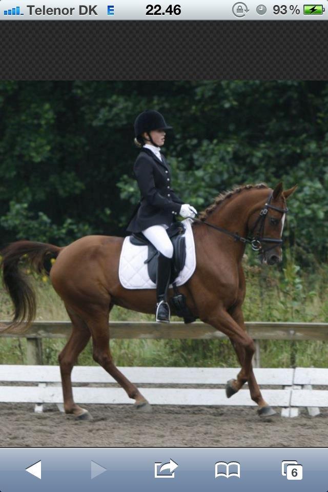 Hollandsk Sportspony Naomi R.I.P billede 3