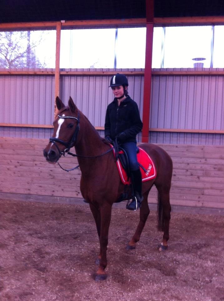 Hollandsk Sportspony Naomi R.I.P billede 4