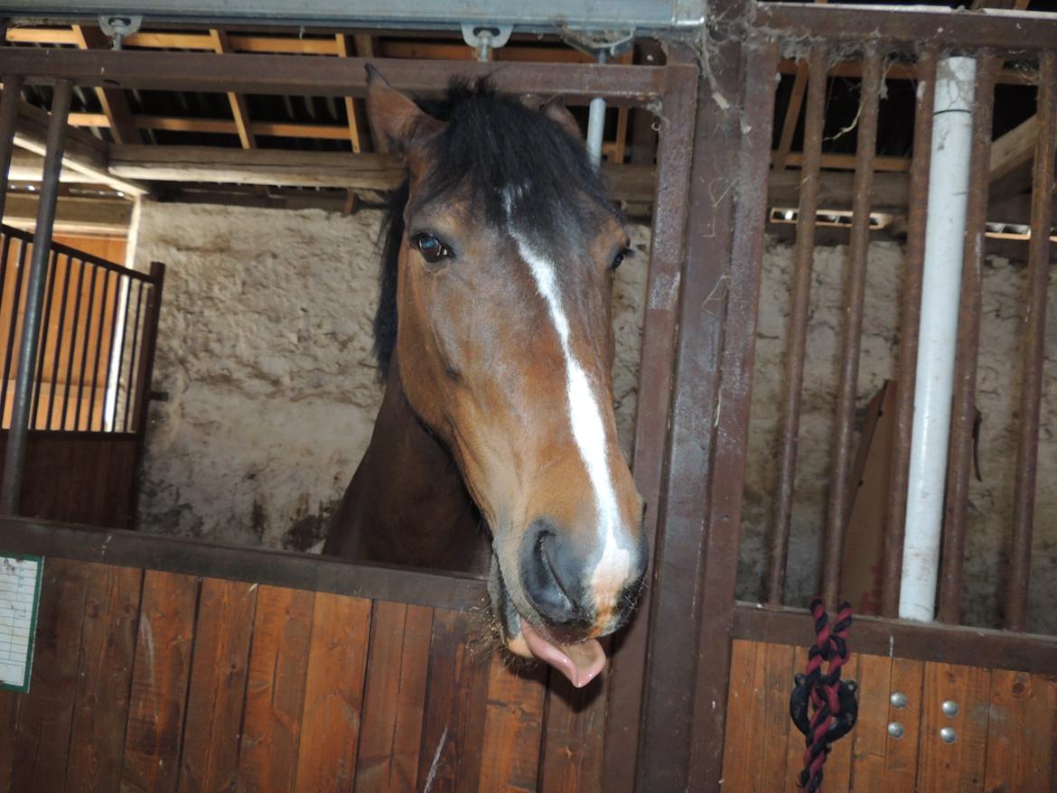 Hollandsk Varmblod Beauty Rose - Så køn hun dog er.  billede 2