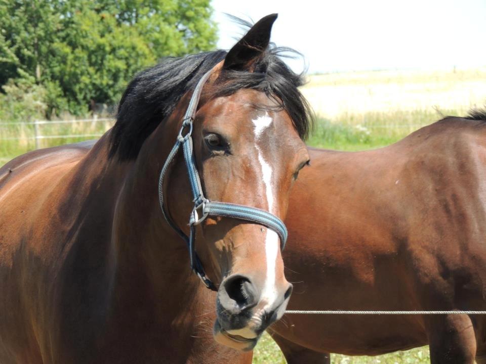 Hollandsk Varmblod Beauty Rose billede 1