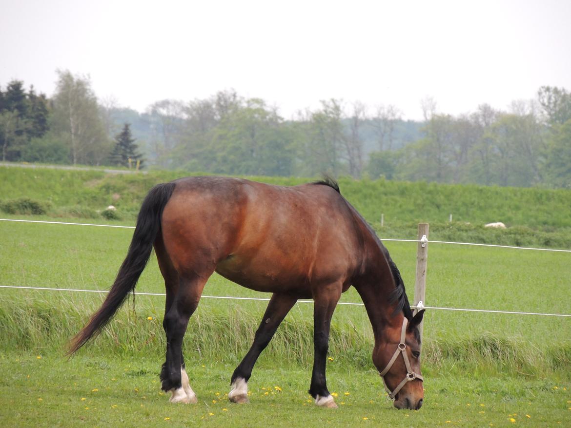 Hollandsk Varmblod Beauty Rose billede 3