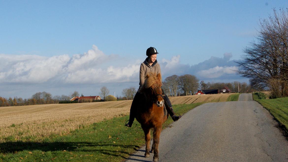 Islænder Roka billede 17