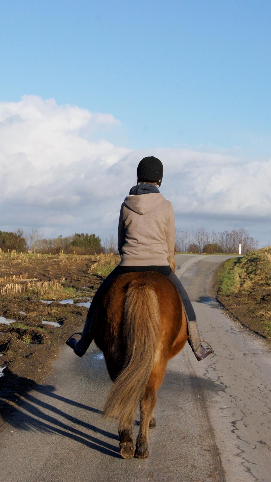 Islænder Roka billede 5
