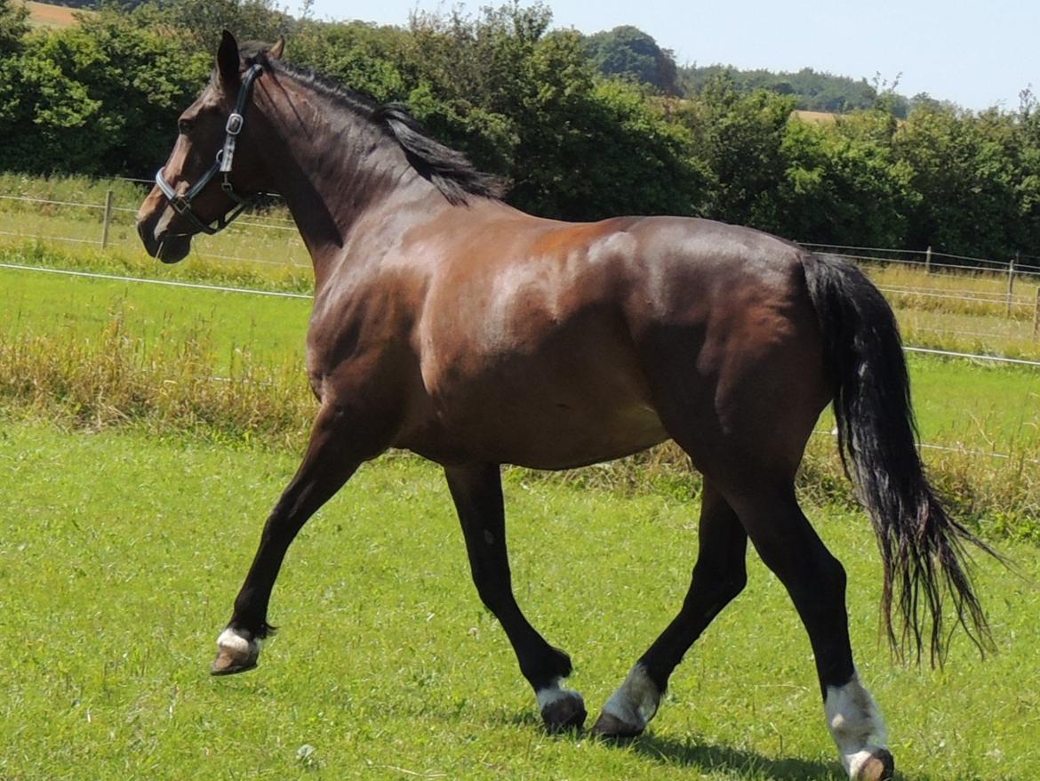 Hollandsk Varmblod Beauty Rose billede 4