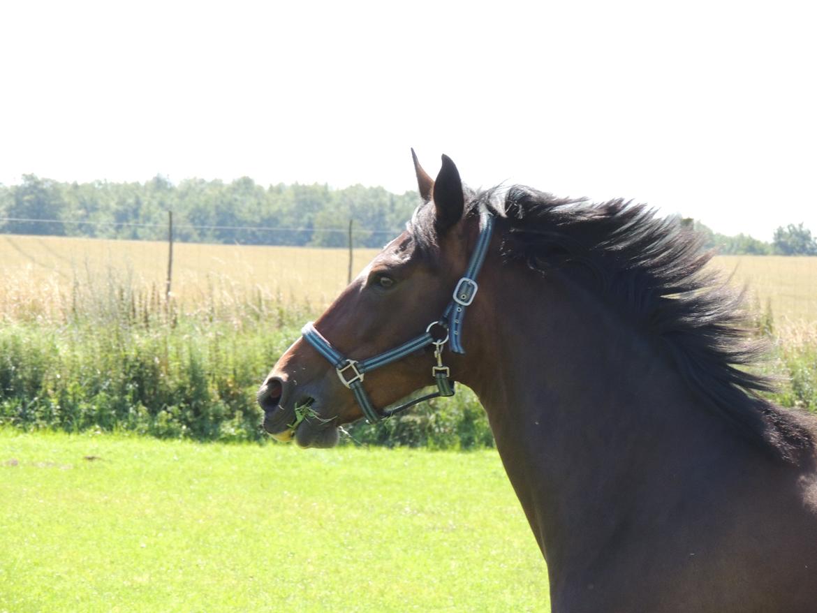 Hollandsk Varmblod Beauty Rose billede 5