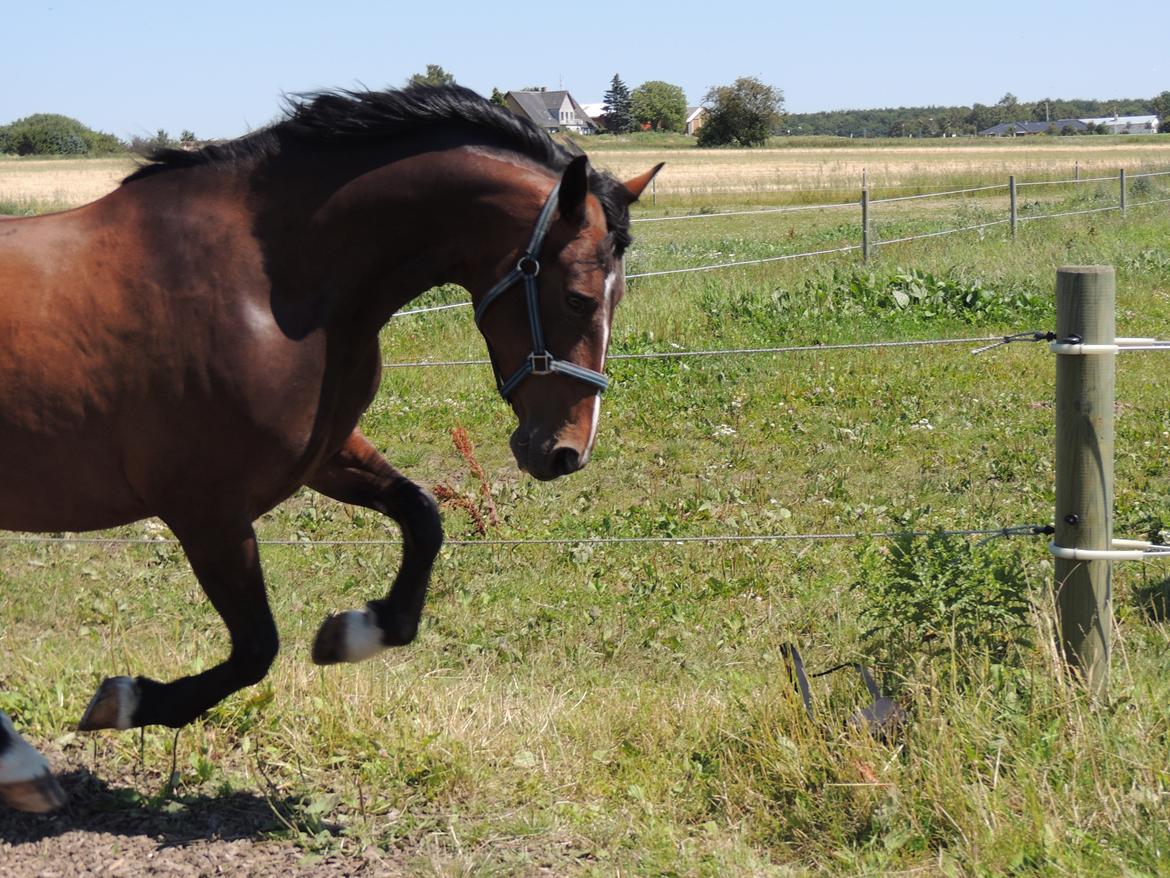 Hollandsk Varmblod Beauty Rose - Fuld fart frem i galop på folden. billede 6