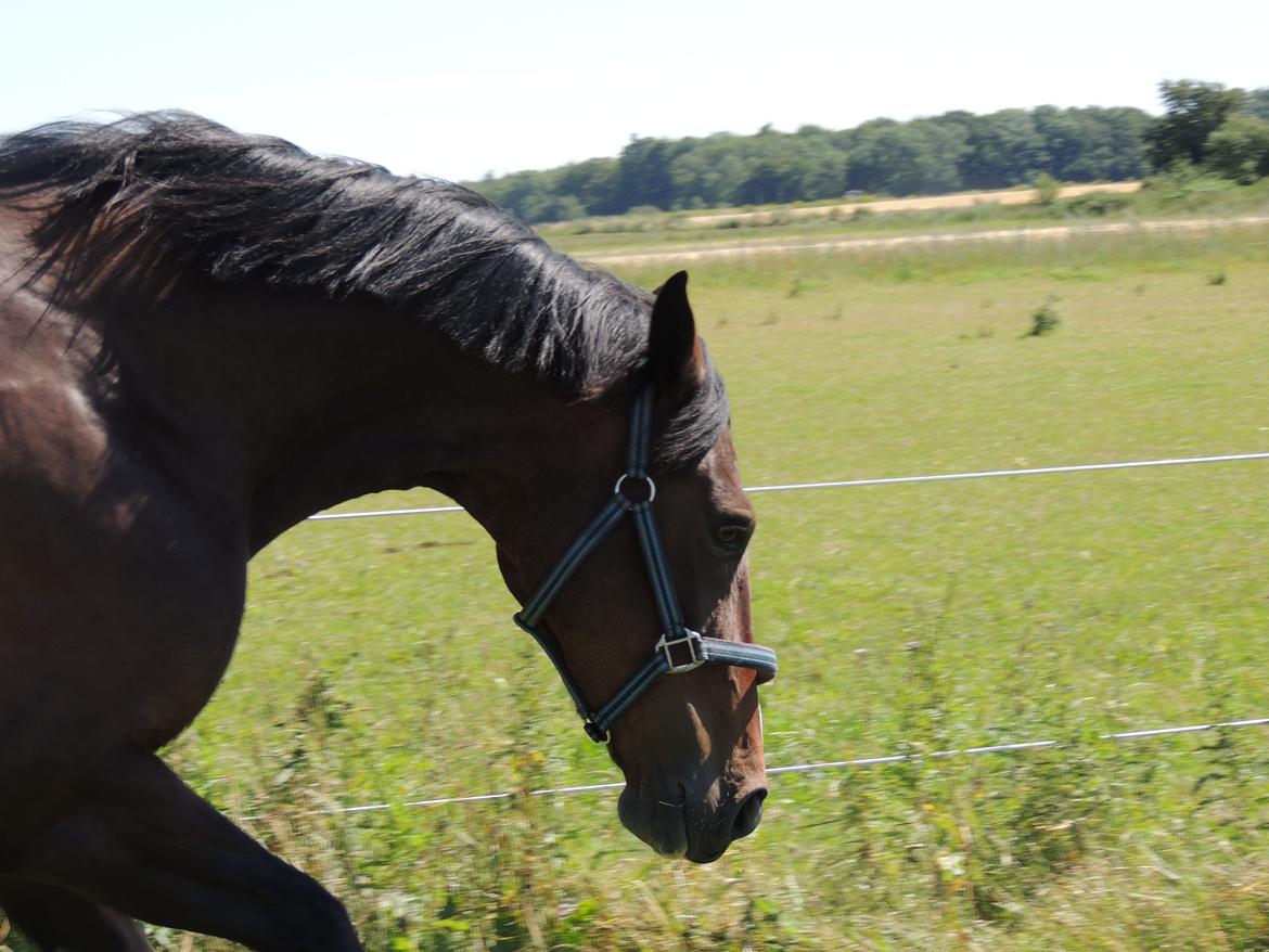 Hollandsk Varmblod Beauty Rose billede 7