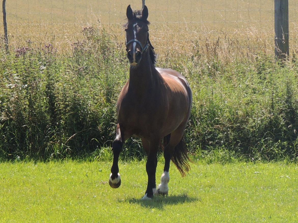 Hollandsk Varmblod Beauty Rose billede 8