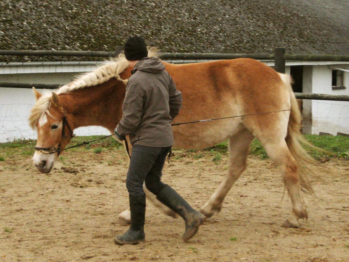 Haflinger Elghusets Hope - Frem og ned, stilning og bøjning billede 11
