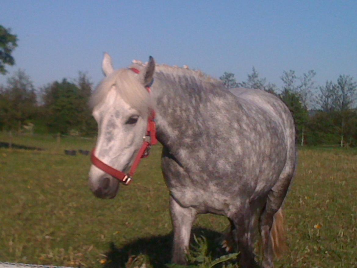Connemara Olympia - 2. dag min pony er sammen  med den nye flok og går meget sammen med føre vallaken og en sød hoppe billede 1